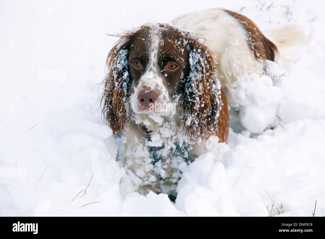 English Springer Spaniel ritratto nella neve Foto Stock