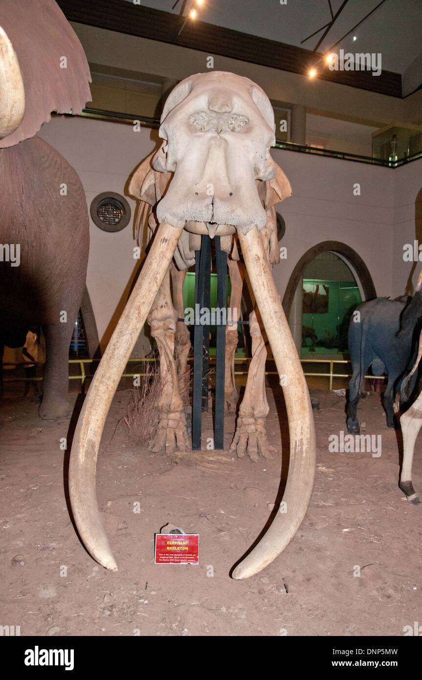 Scheletro di Ahmed elefante di Marsabit famoso per una eccezionale zanne nel grande salone dei mammiferi in Nairobi National Museum Foto Stock