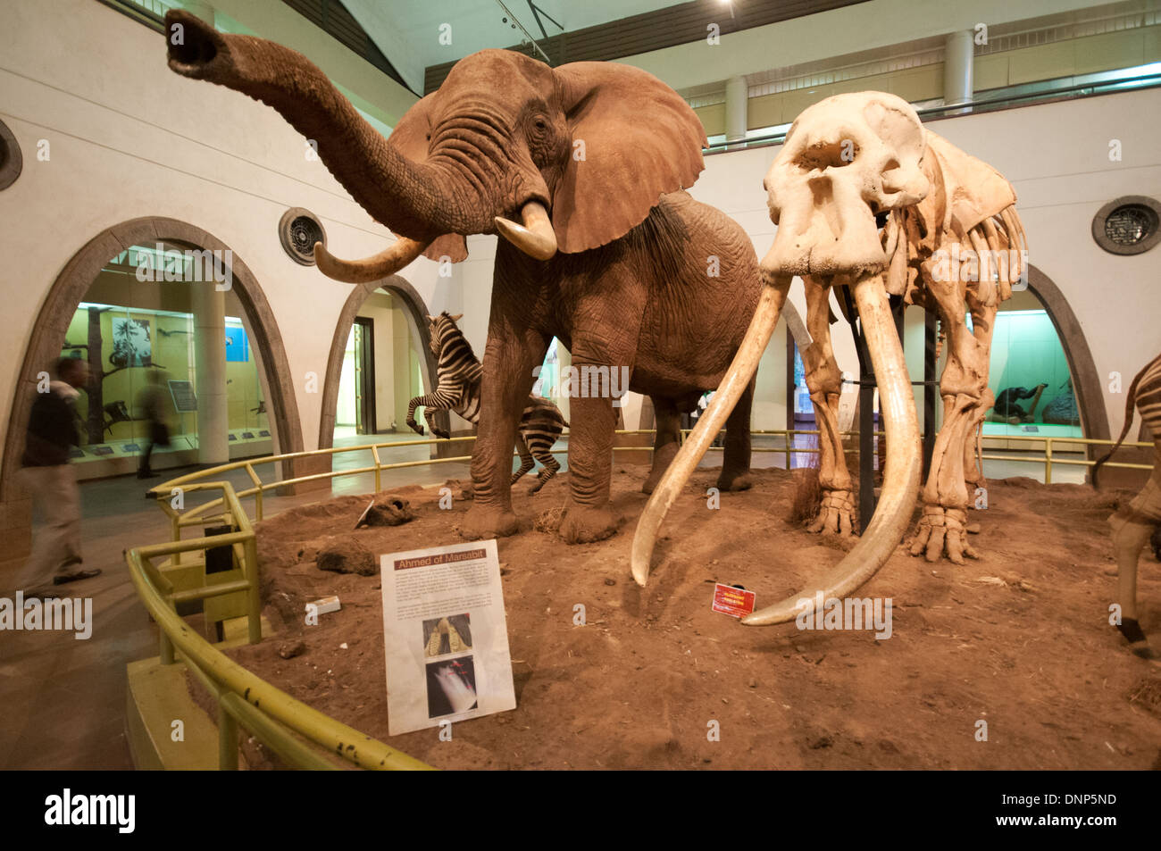 All'interno della grande sala di mammiferi Nairobi Museo Nazionale del Kenya che mostra elefante e Zebra con scheletro di elefante famoso Ahmed Foto Stock