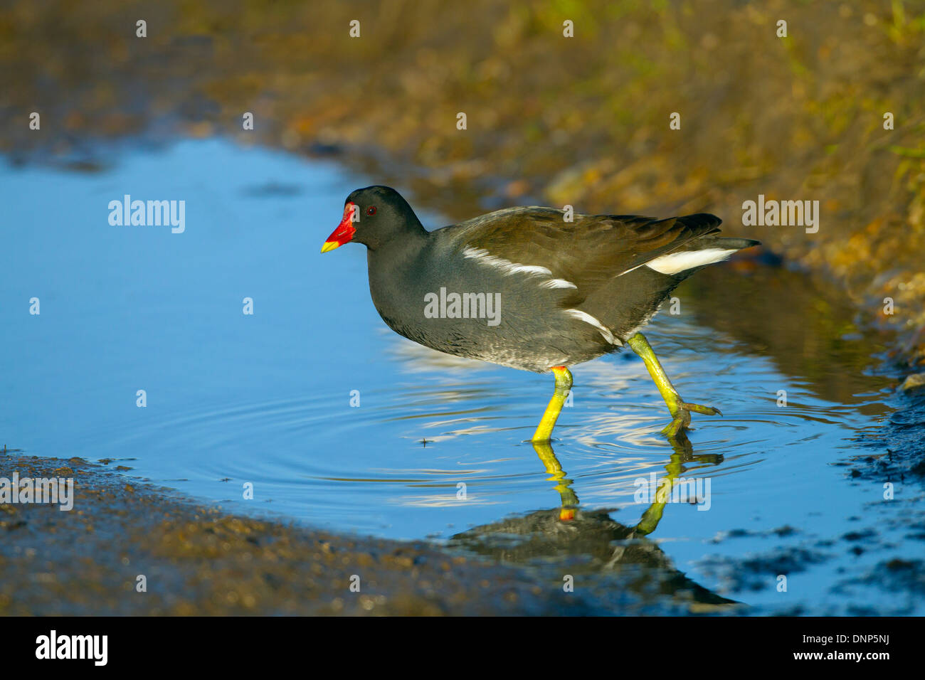 Moorhen Gallinula chloropus a Cley riserva naturale Norfolk Foto Stock