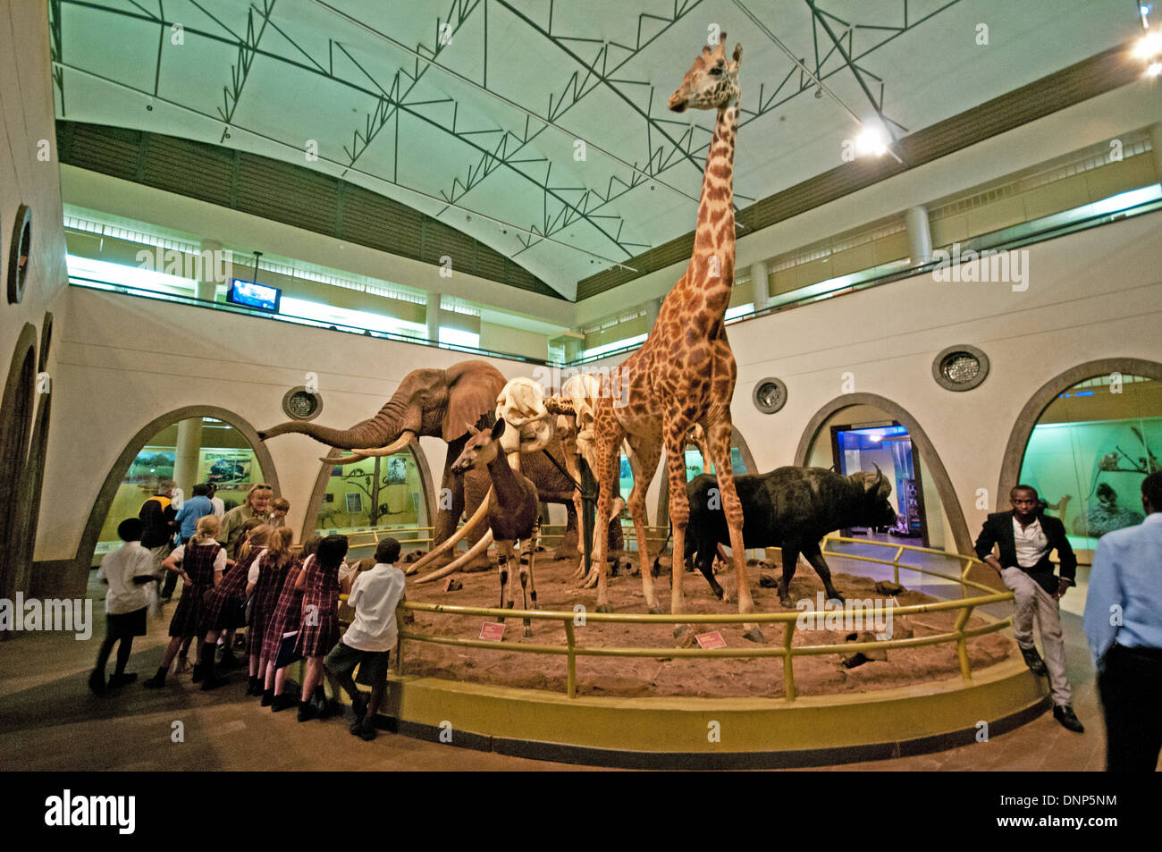 Razza mista la scuola dei bambini all'interno di Gran Sala dei mammiferi Nairobi National Museum con diorama di Elephant Giraffe Okapi Zebra Foto Stock