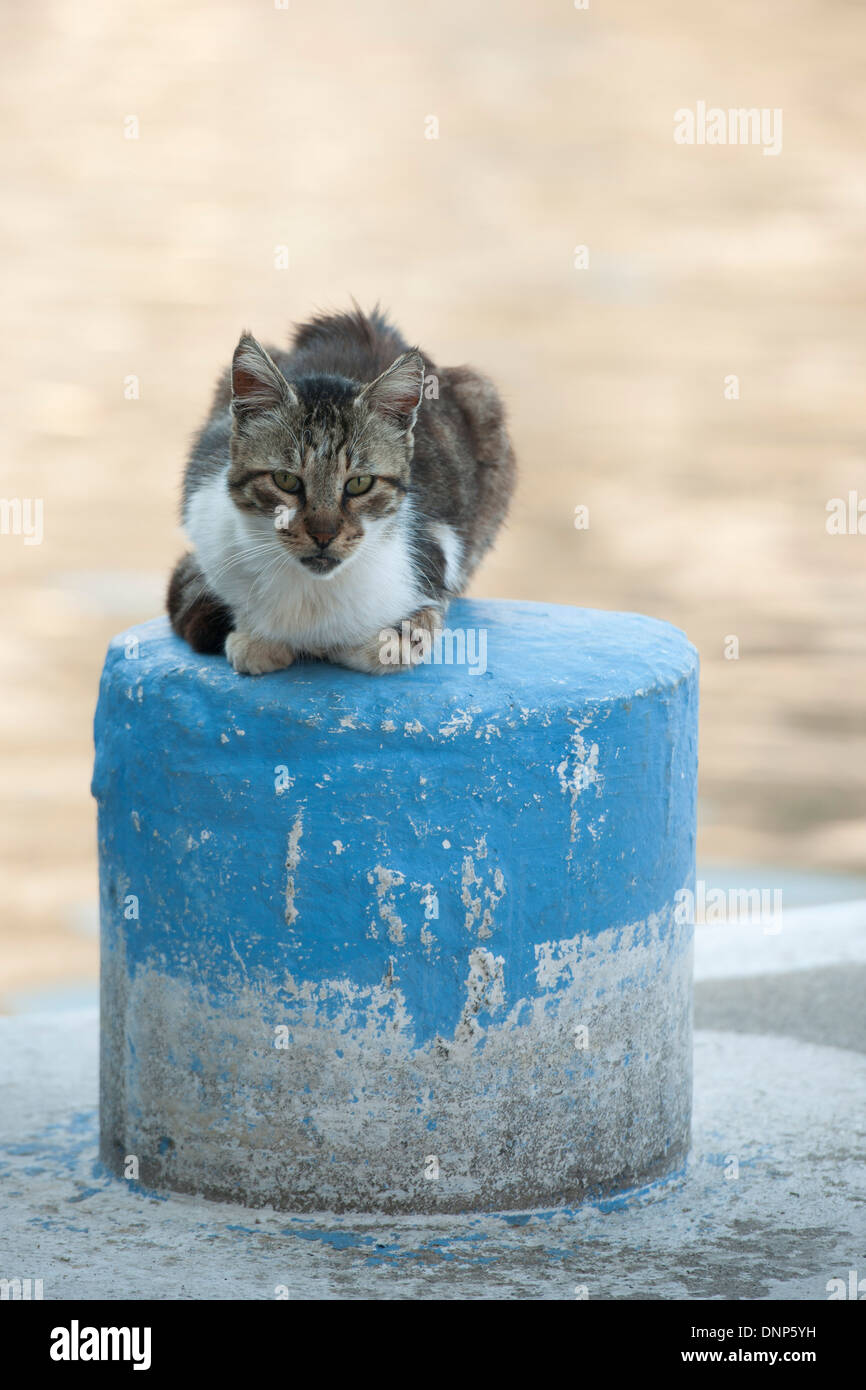 Griechenland, Kastellorizo, Katze am Hafen Foto Stock