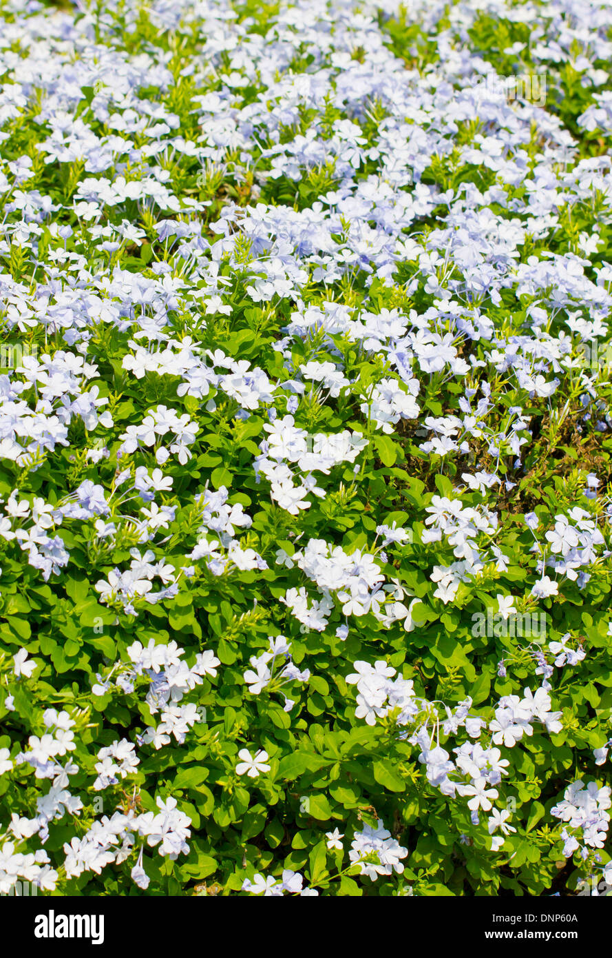 Campo dei fiori malva in estate. Foto Stock