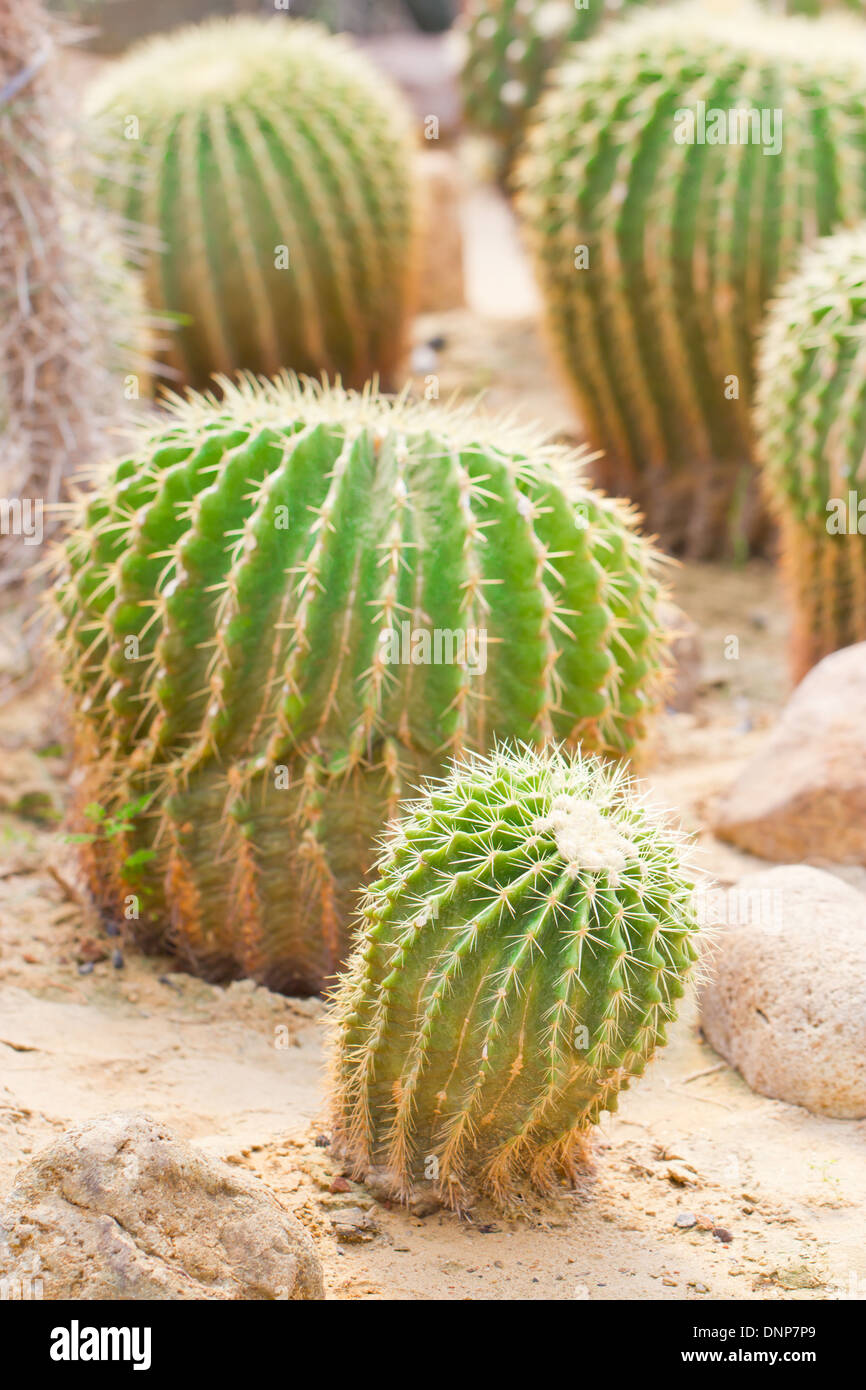 Palla dorata cactus. Foto Stock