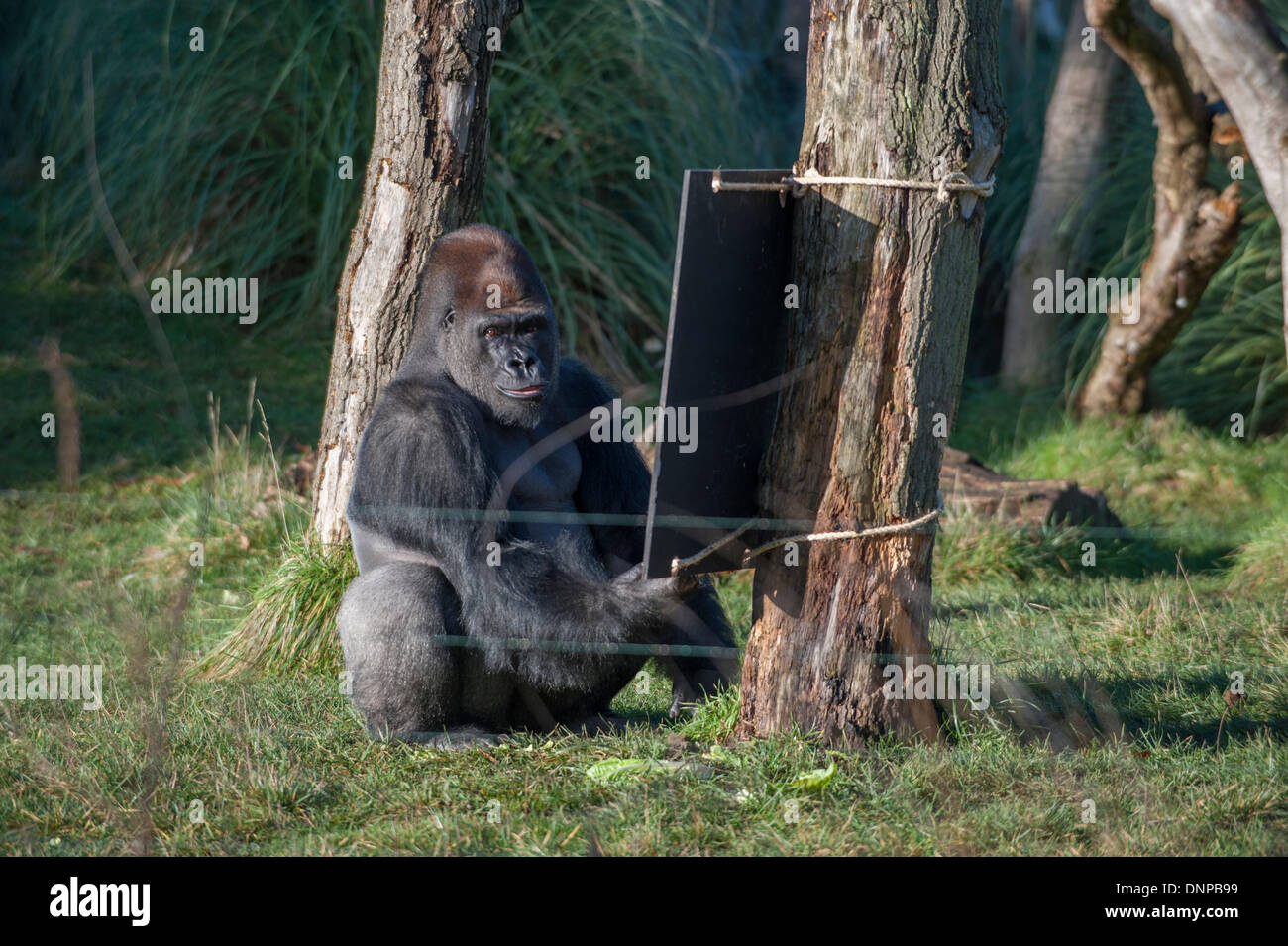 Lo Zoo di Londra, il Regents Park, Regno Unito. Il 2 gennaio, 2013. La ISS annuale constatazione prende il via con un conteggio dei Gorillas occidentali della pianura. Il maschio silverback orologi fotografi. Credito: Malcolm Park editoriale/Alamy Live News Foto Stock