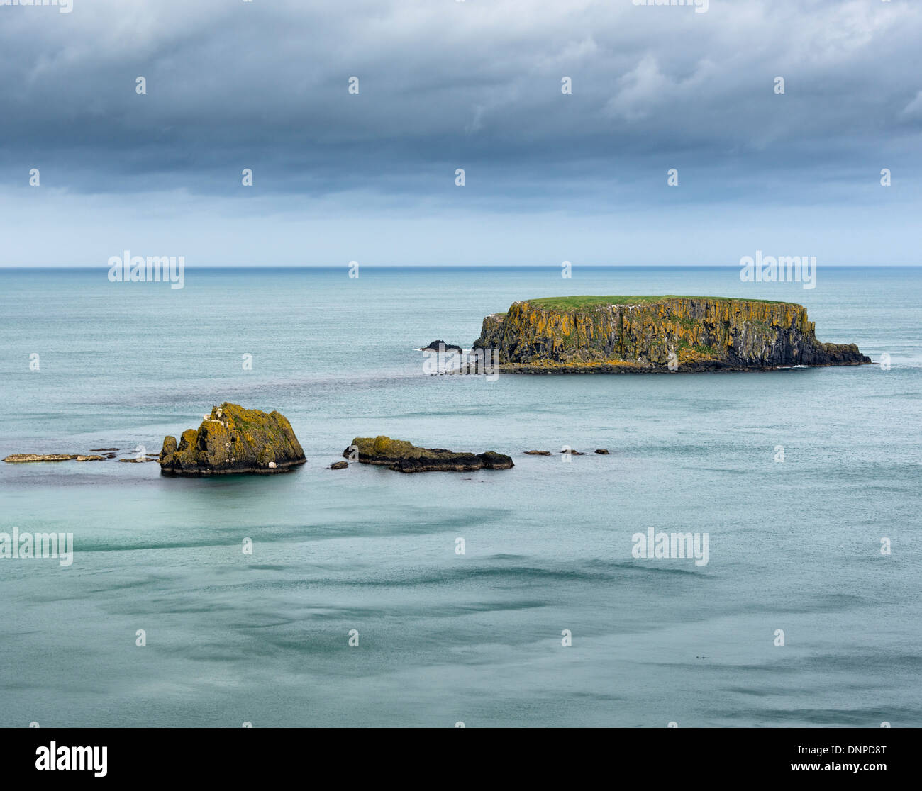 Pecore isola nei pressi di Ballintoy, Irlanda del Nord Foto Stock
