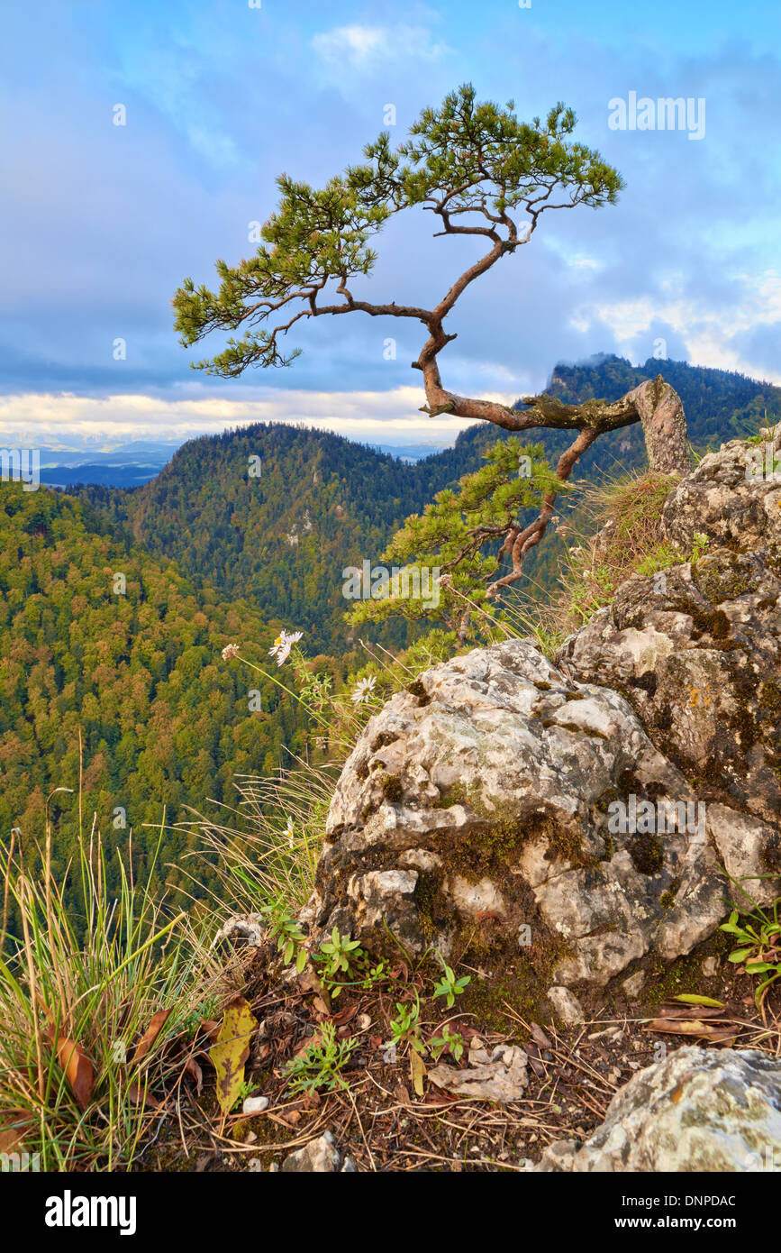 La reliquia pine sulla cima del monte. Il fiume Dunajec Gorge. Il Facimiech e le tre corone vista dal monte Sokolica. Foto Stock