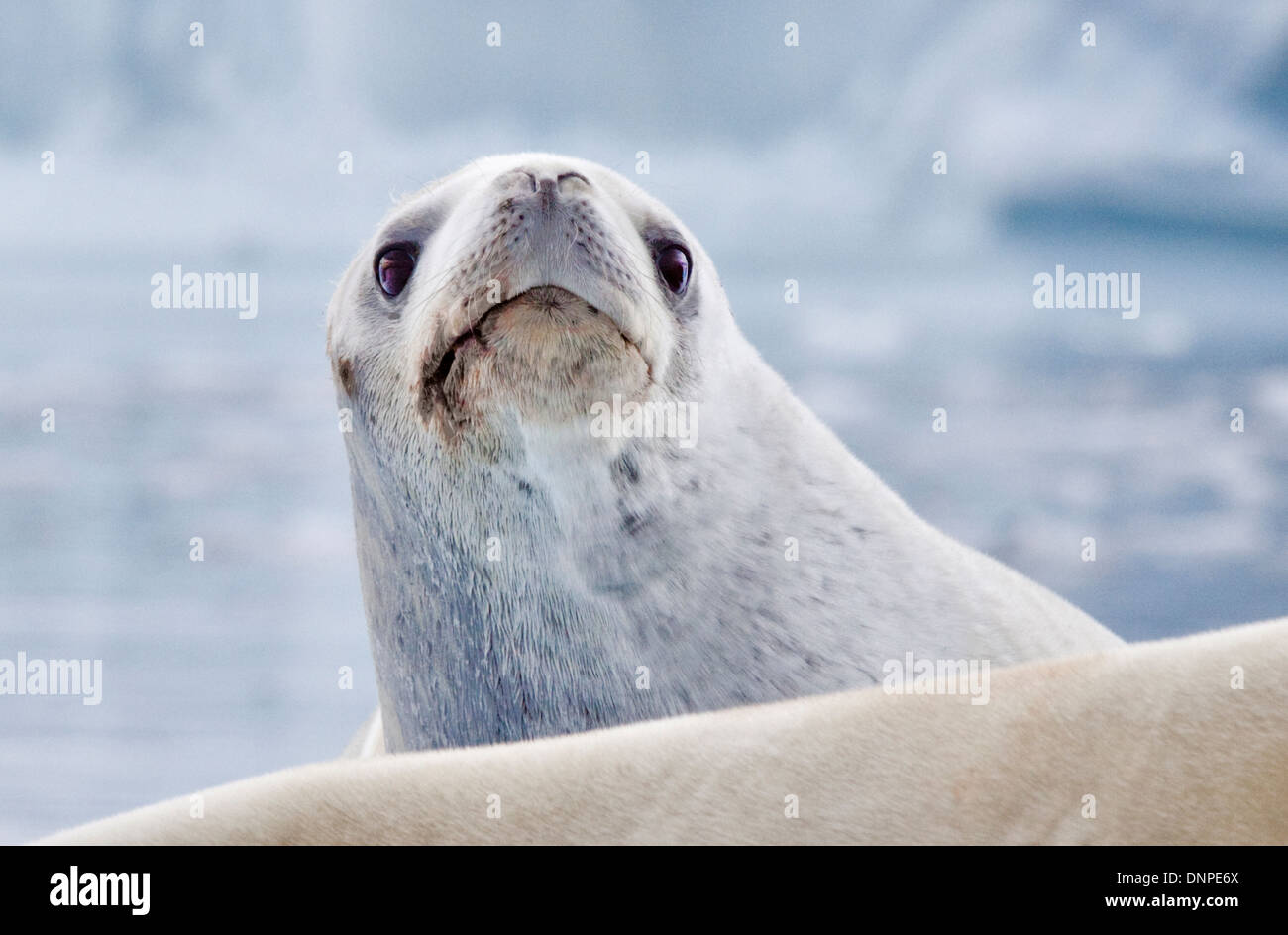 Guarnizione Crabeater ( lobodon carcinophagus) su un iceberg, Lemaire Channel, Penisola Antartica Foto Stock