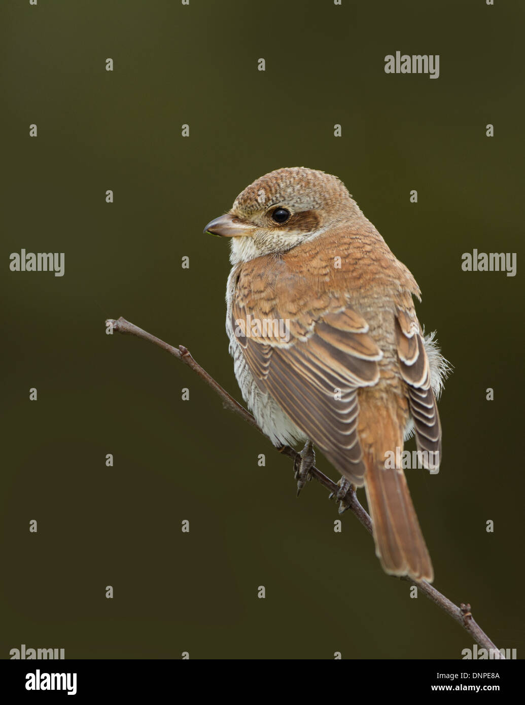 Ritratto di un bambino Red Backed Shrike Foto Stock