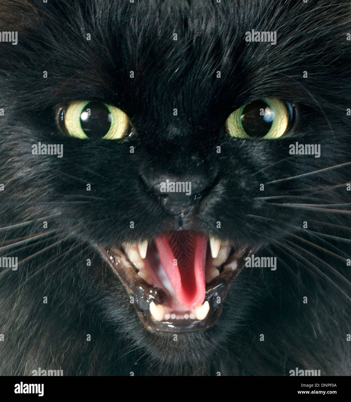 Gatto nero arrabbiato di fronte a uno sfondo bianco Foto stock - Alamy