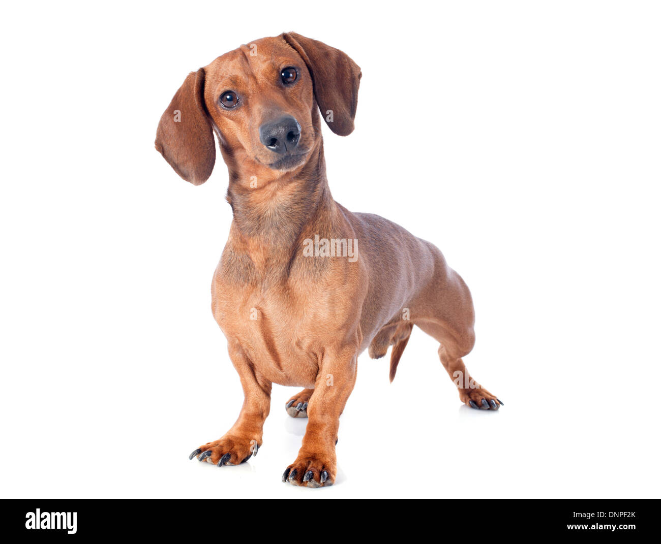 Cane Bassotto davanti a uno sfondo bianco Foto Stock