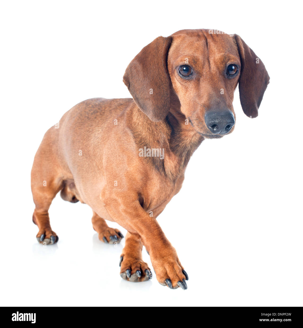 Cane Bassotto davanti a uno sfondo bianco Foto Stock