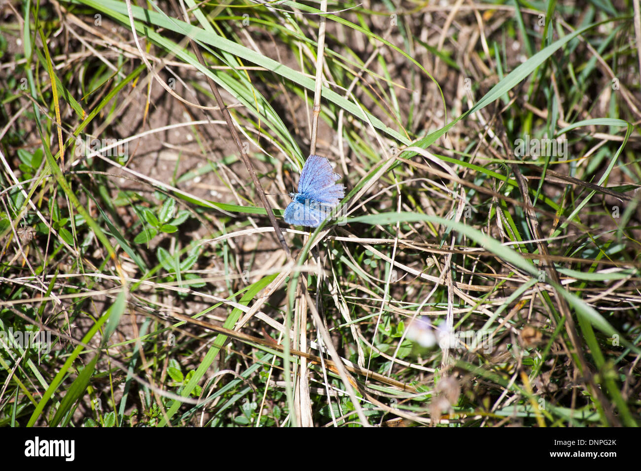 Adonis Blue Butterfly con venti sfilacciata Martin giù Dorset Downs vicino a Cranborne Dorset Inghilterra Foto Stock