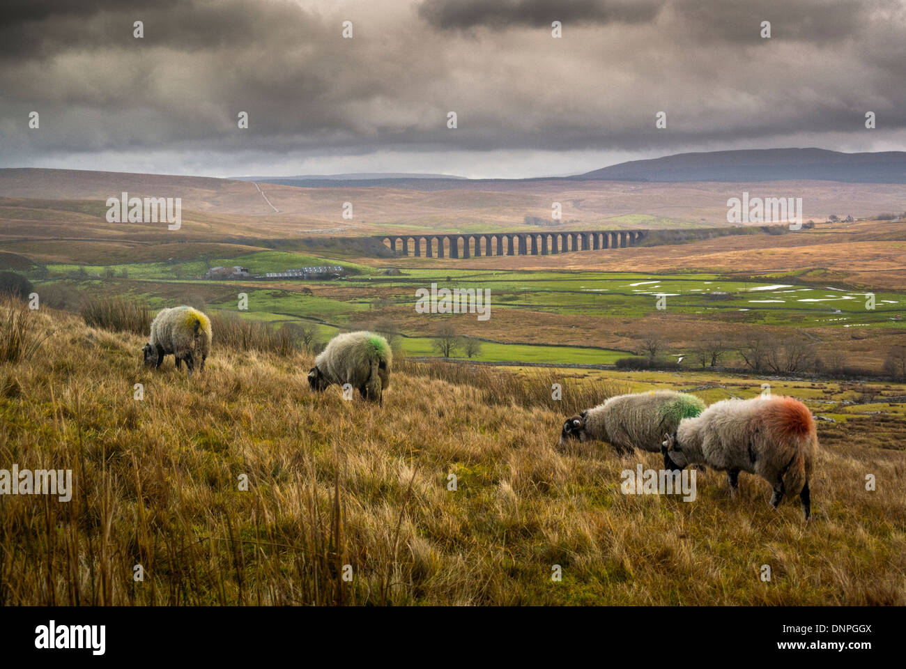 Brughiera al pascolo con Viadotto Ribblehead, North Yorkshire, in lontananza. Foto Stock