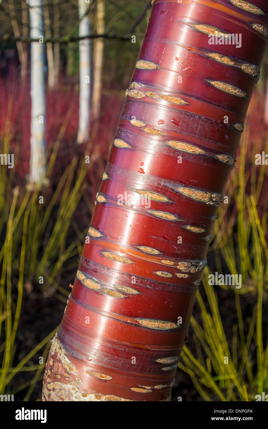 Corteccia rosso tibetano di ciliegio Foto Stock