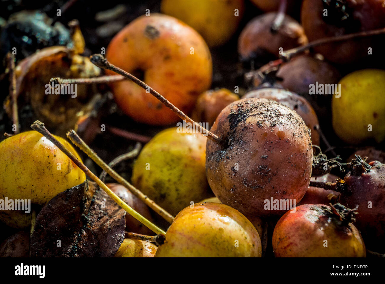 Caduto il granchio mele (Evereste varietà) giacente sul terreno in inverno. Foto Stock