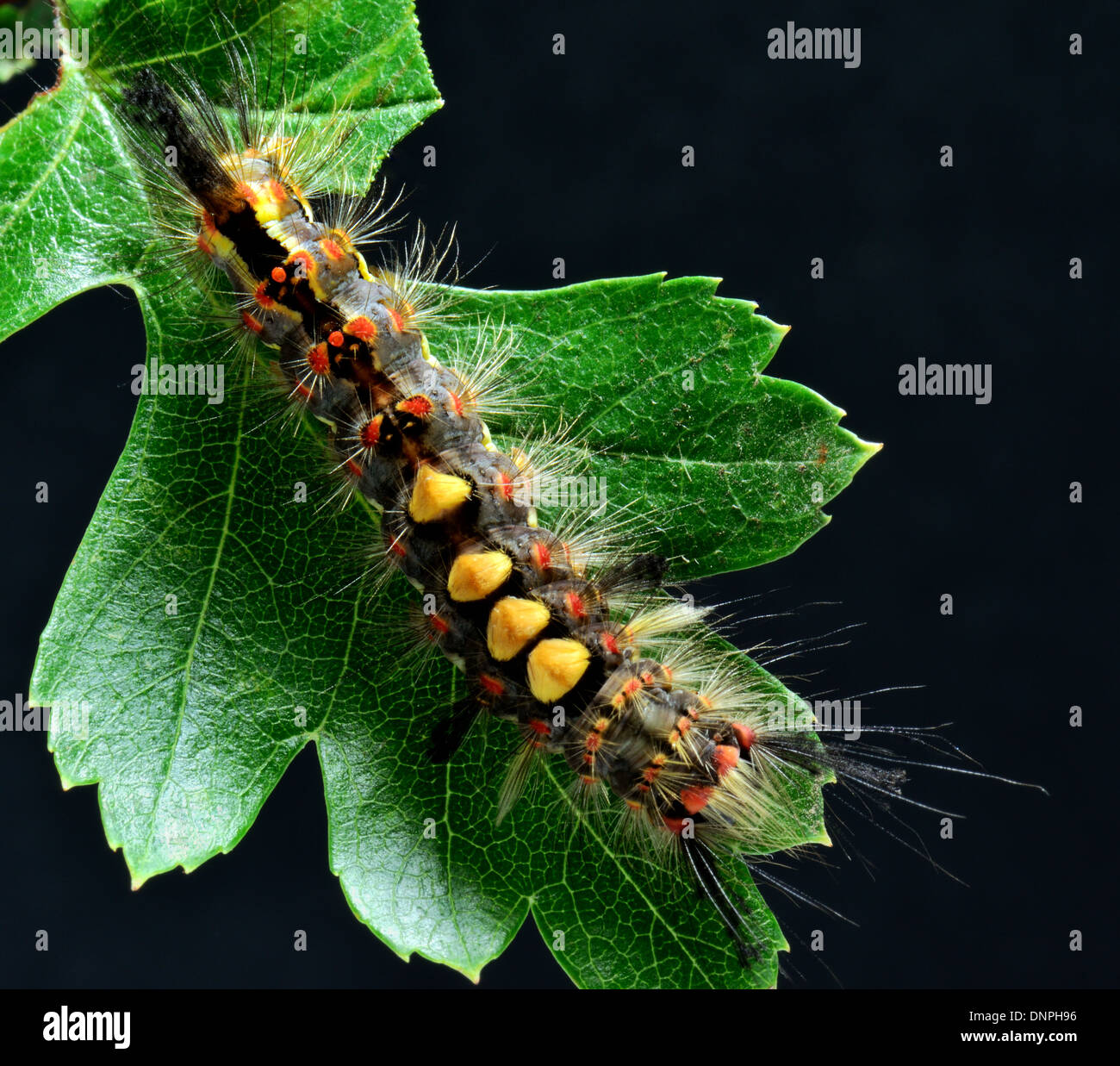 Vaporer moth larva ,Orgyia antiqua alimentazione su una foglia di biancospino Foto Stock