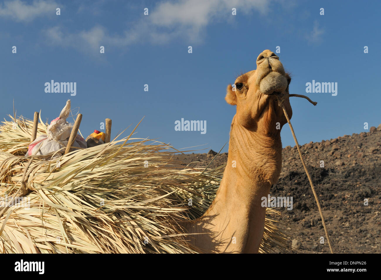 Camel portanti foglie di palmo sulla sua schiena sul percorso di sale a Gibuti Foto Stock