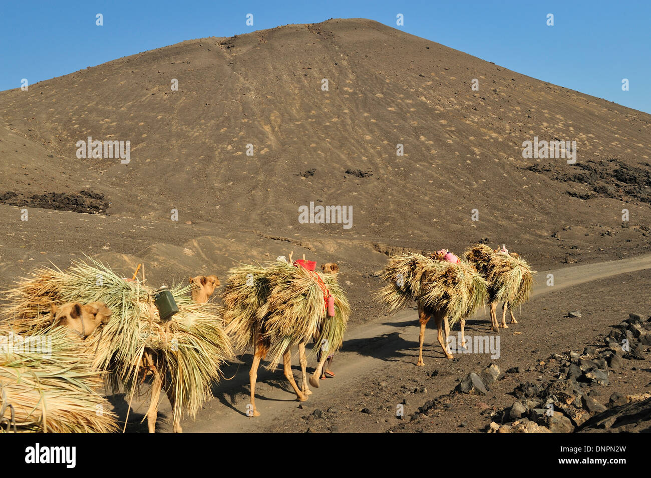Camel portanti foglie di palmo sulla sua schiena sul percorso di sale a Gibuti Foto Stock