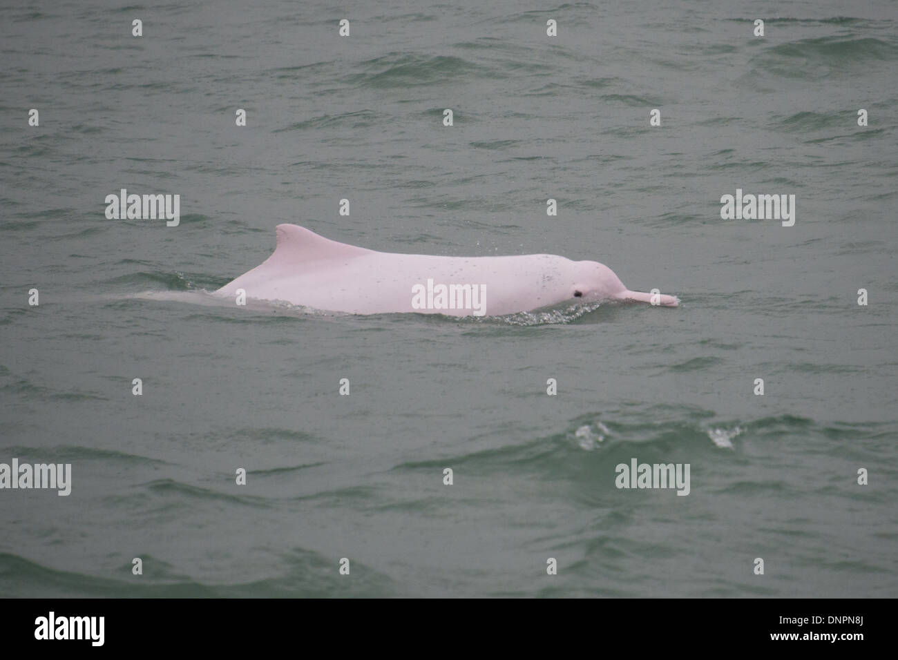 Indo-pacifico Humpback Dolphin (Sousa chinensis), di riporto. Hong Kong, il Pearl River Delta. Foto Stock