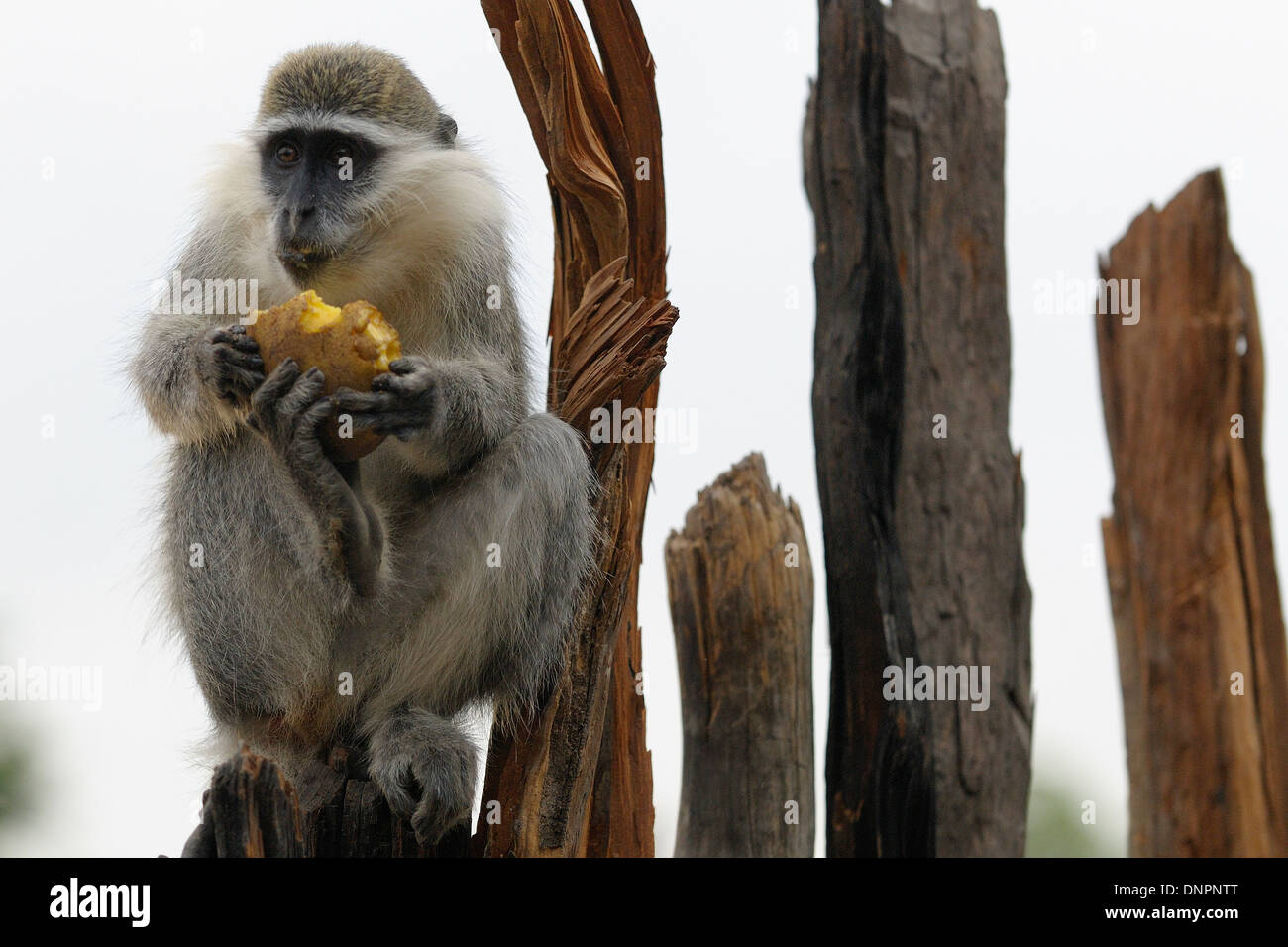 Grivet monkey mangiare un frutto, Gibuti, Corno d Africa. Foto Stock
