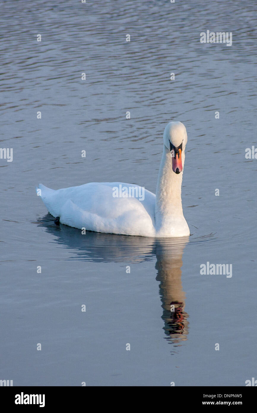 Swan e di riflessione Foto Stock