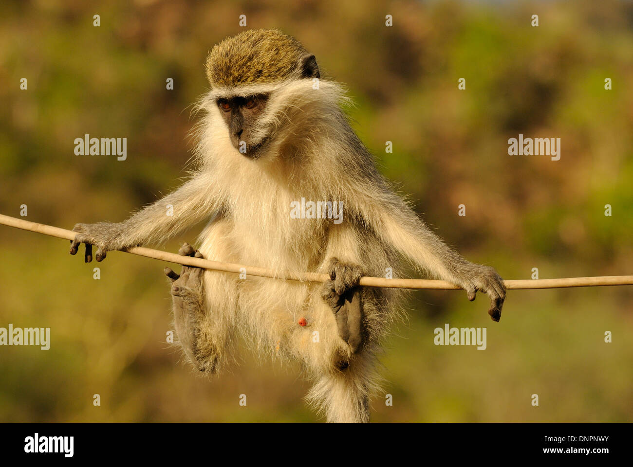 Grivet monkey, Gibuti, Corno d Africa. Foto Stock