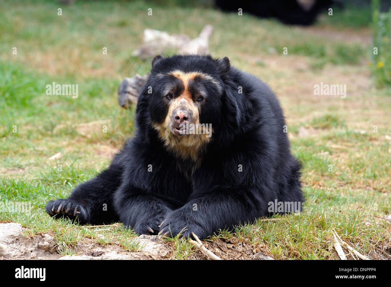 Spectacled andina bear (Tremarctos ornatus) nel giardino zoologico di Quito, Ecuador Foto Stock