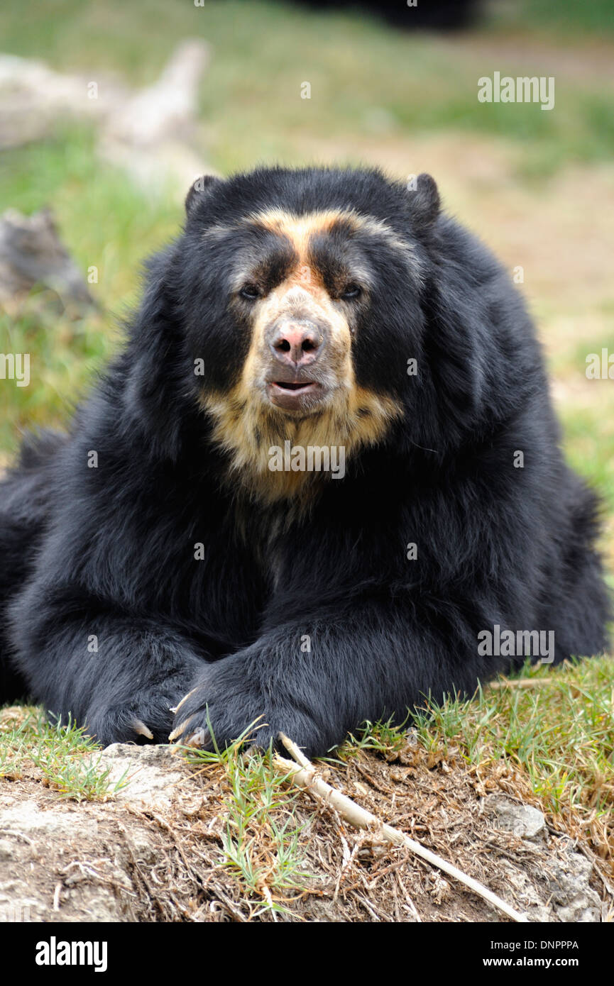 Spectacled andina bear (Tremarctos ornatus) nel giardino zoologico di Quito, Ecuador Foto Stock