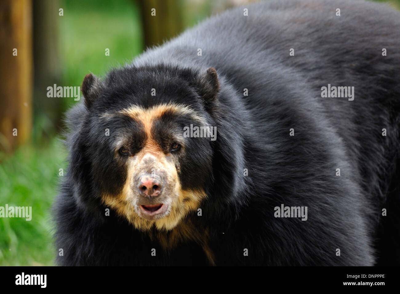 Spectacled andina bear (Tremarctos ornatus) nel giardino zoologico di Quito, Ecuador Foto Stock