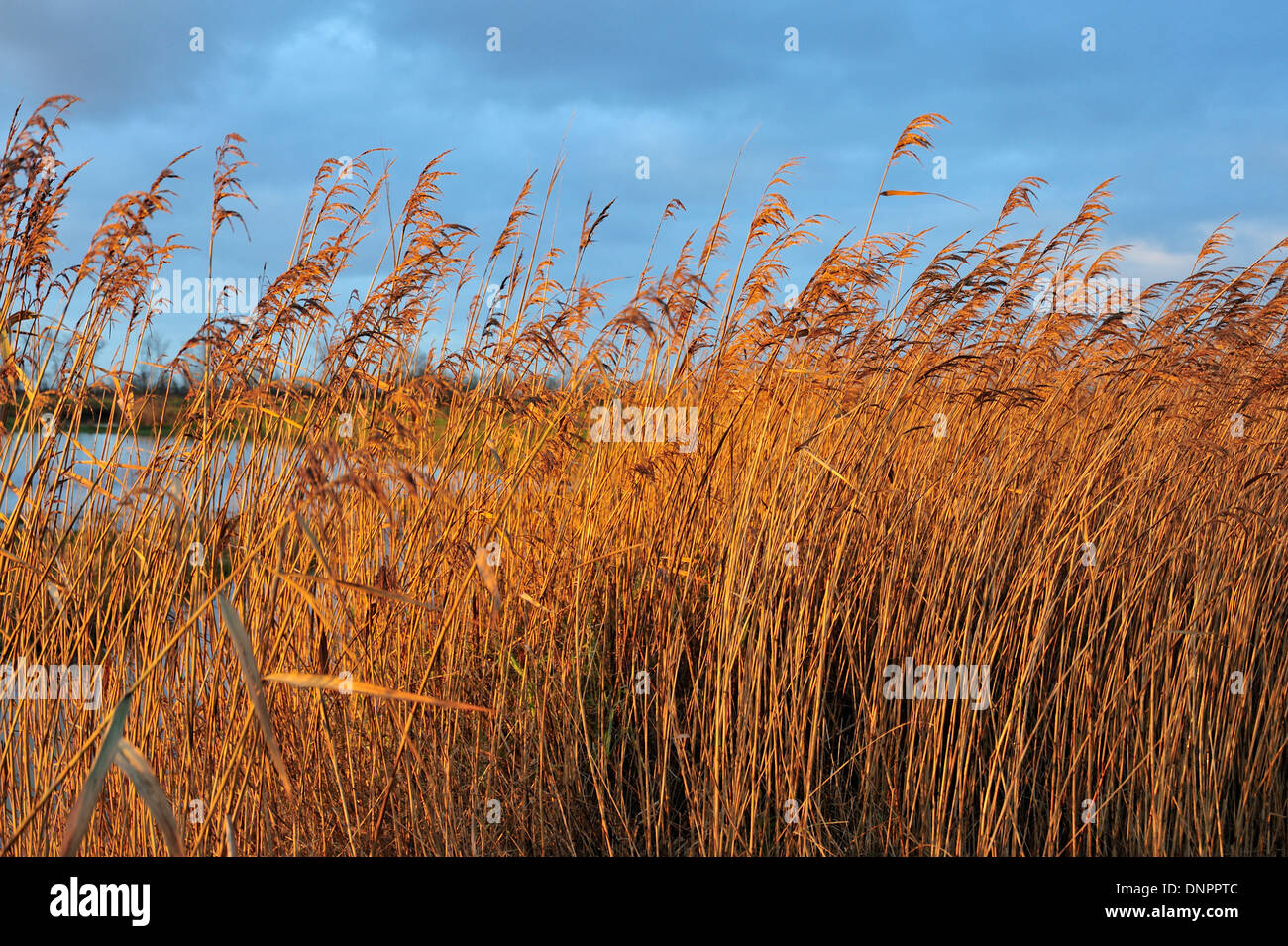 Campo di canne in Beaugeay paludi in Charente-Maritime, Francia Foto Stock