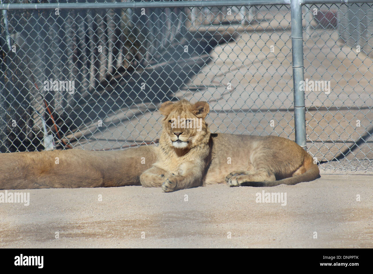 Lion posa sotto il sole Foto Stock