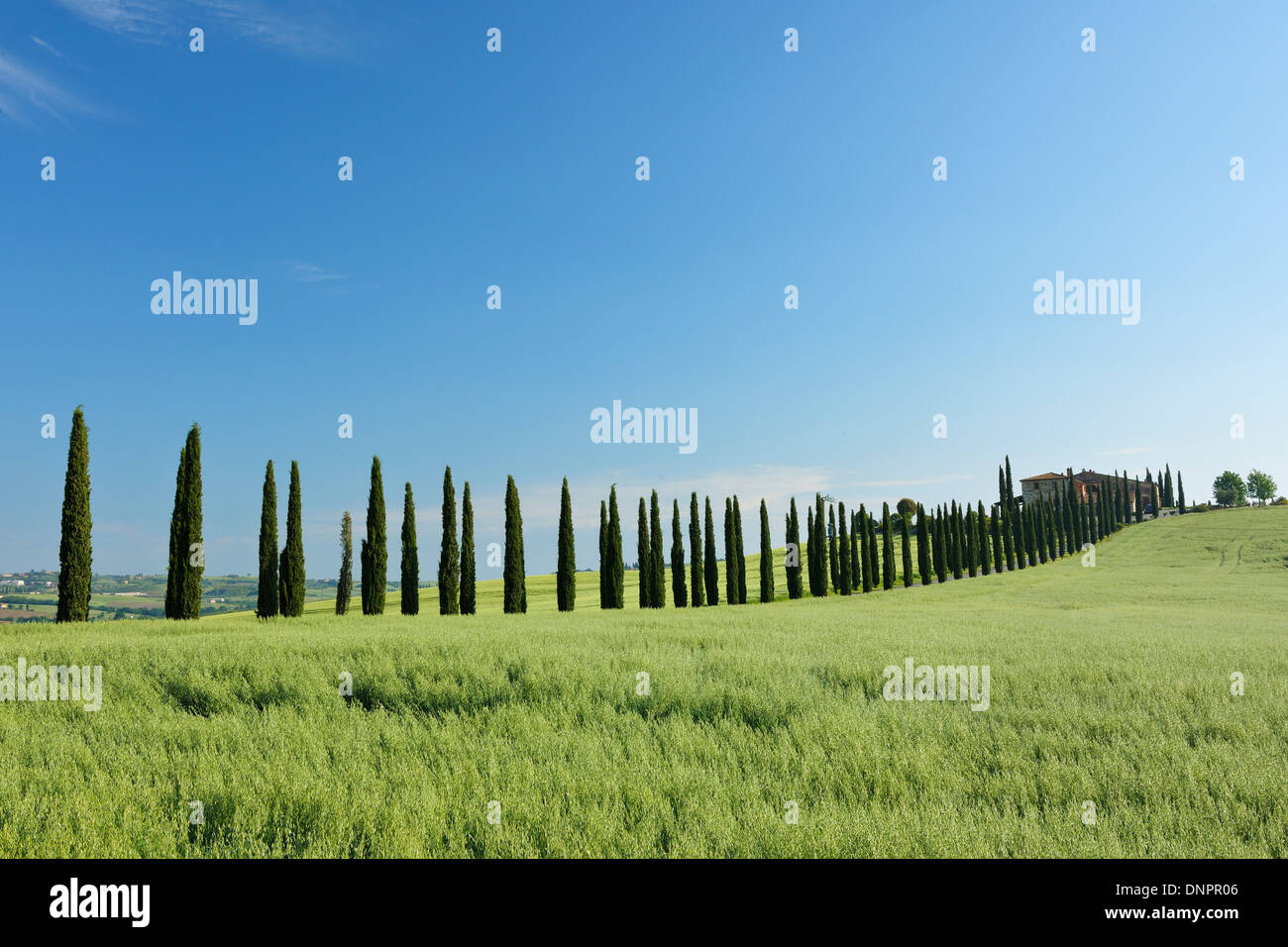 Percorso orlate da alberi (Cipressi) con casa colonica. Val d'Orcia, Toscana, in provincia di Siena, area mediterranea, Italia. Foto Stock