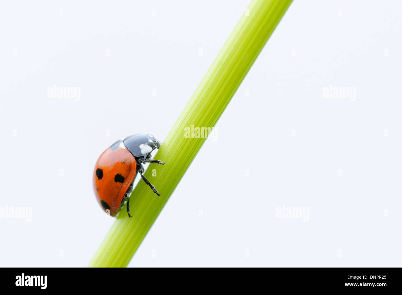 Sette Spot Ladybird (Coccinella septempunctata) sfondo bianco. La Baviera, Germania. Foto Stock