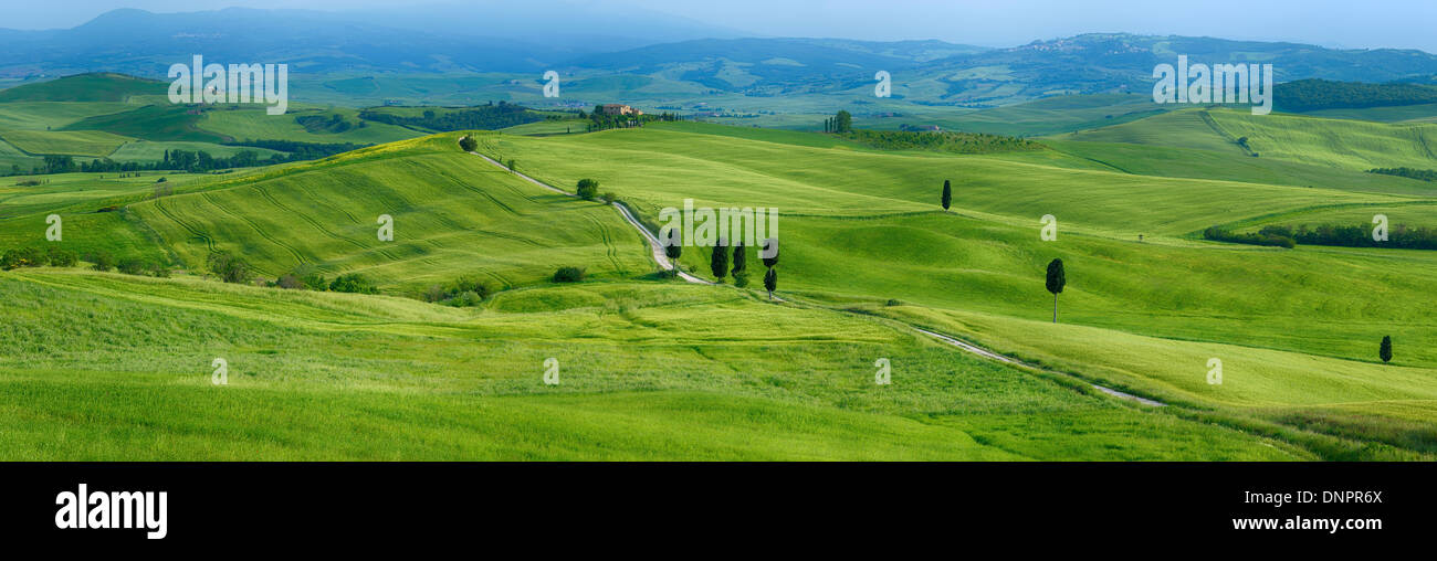 Via passando attraverso verdi campi con cipressi. Pienza, in provincia di Siena e della Val d'Orcia, Toscana, Italia. Foto Stock