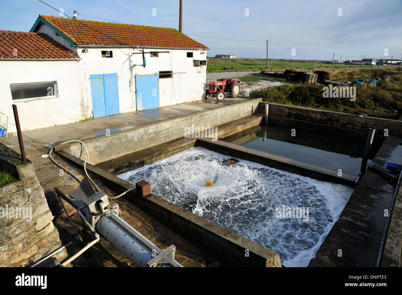 L'allevamento delle ostriche con un claire la piscina con acqua dolce in Charente-Maritime, Francia Foto Stock