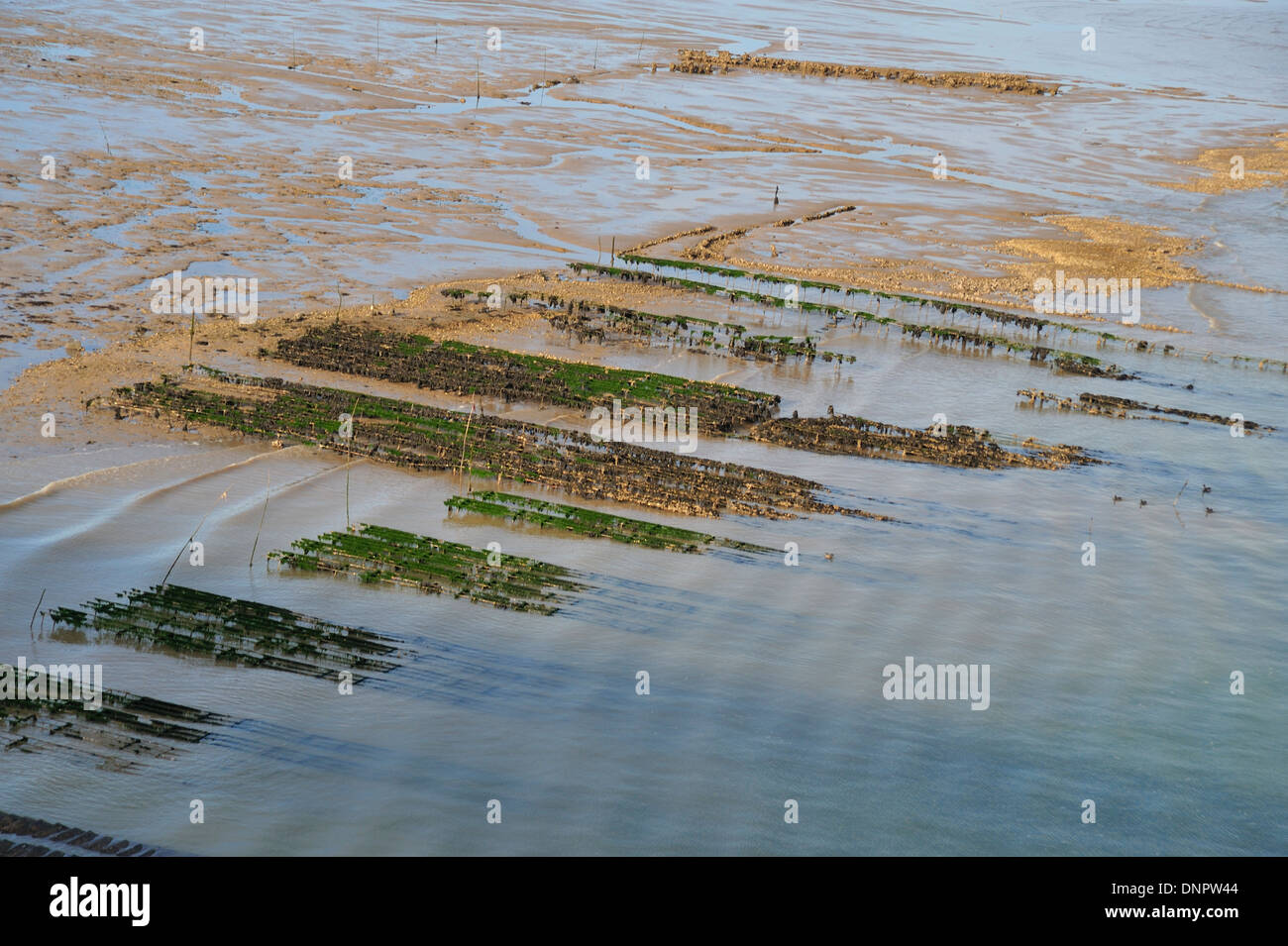 Sacchetti di metallo utilizzato per sollevare le ostriche in Charente-Maritime, Francia. Foto Stock