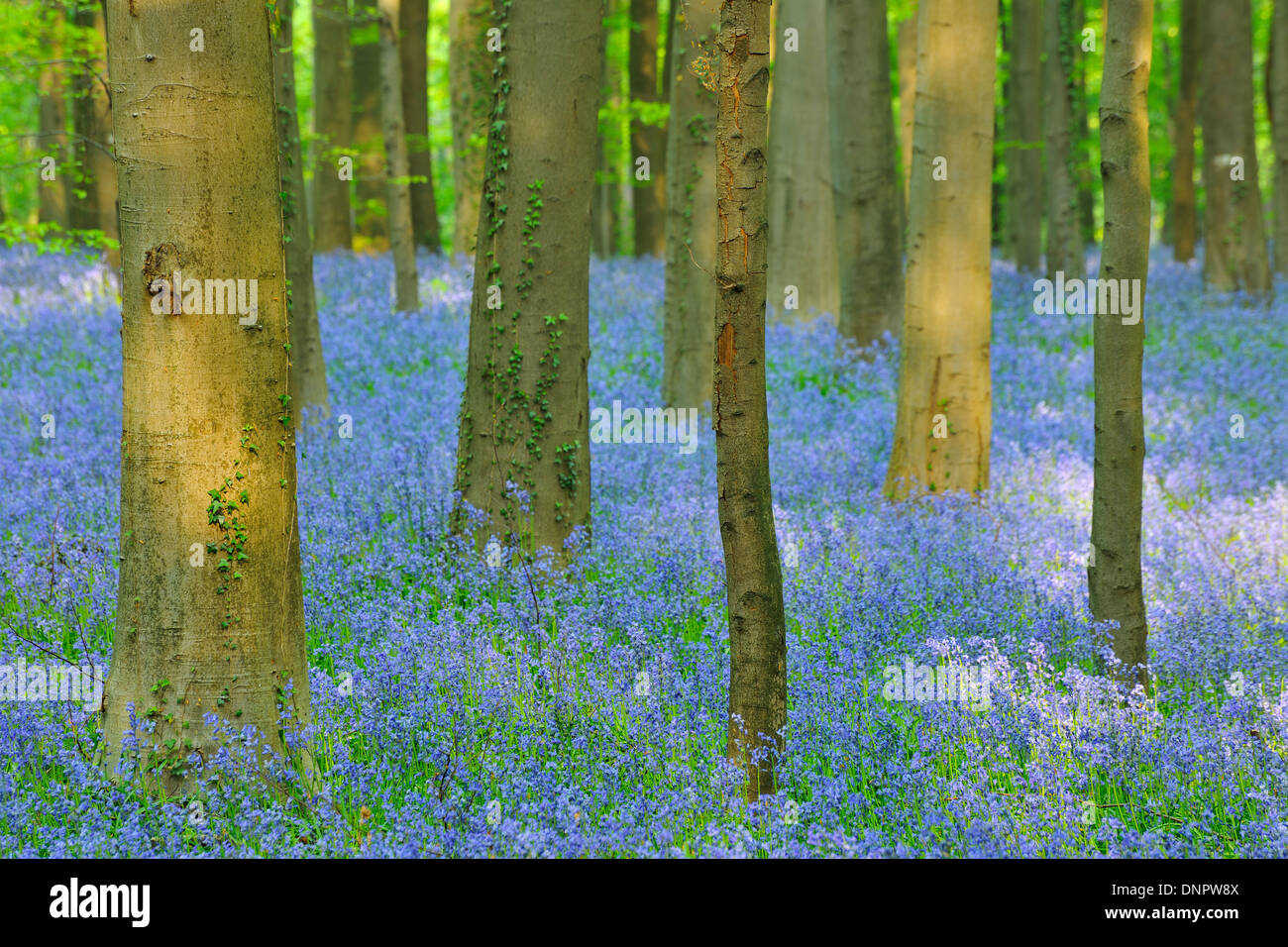 Foresta di faggio con Bluebells in primavera, Hallerbos, Halle, Brabante Fiammingo, Vlaams Gewest, Belgio Foto Stock