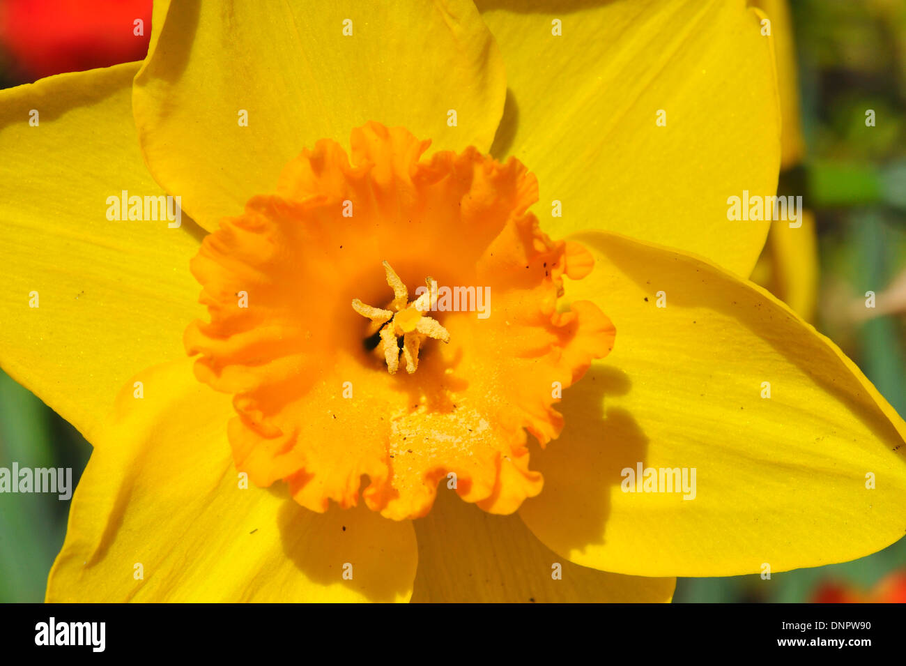 Rush daffodil fiore che sboccia in un giardino in Texas, Stati Uniti d'America Foto Stock