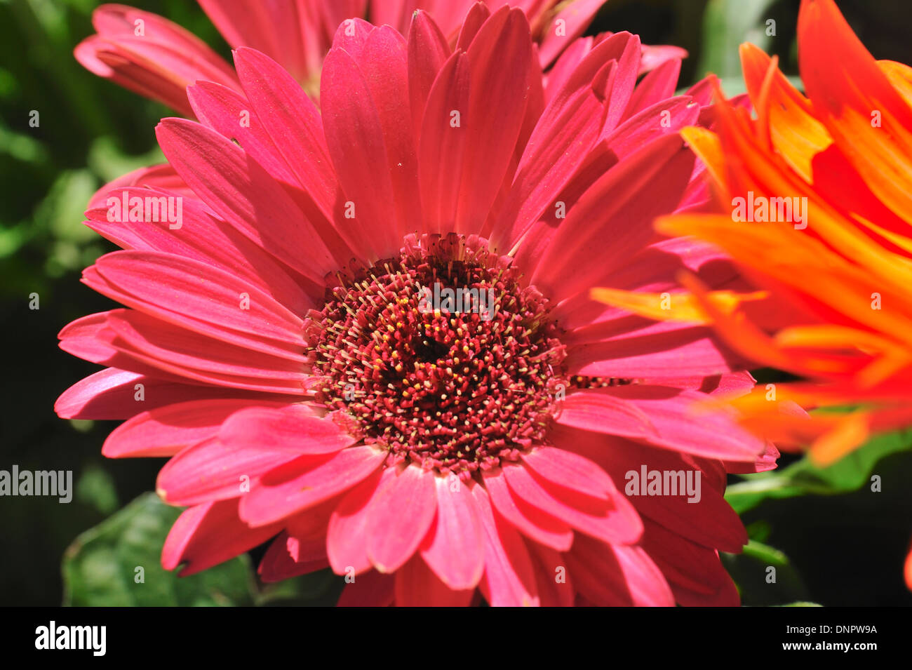Gerbera fiore che sboccia in un giardino in Texas, Stati Uniti d'America Foto Stock