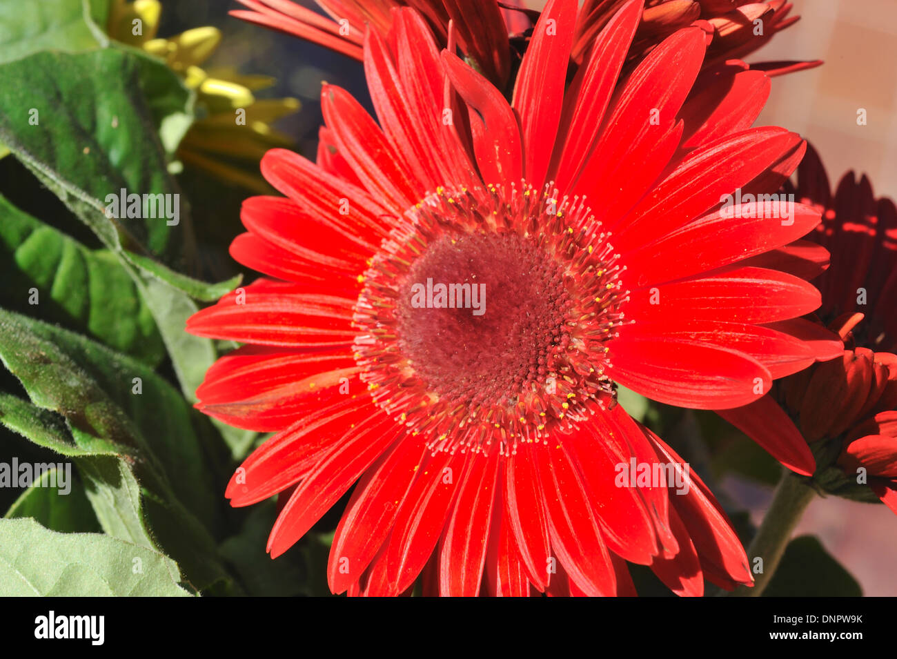 Gerbera fiore che sboccia in un giardino in Texas, Stati Uniti d'America Foto Stock