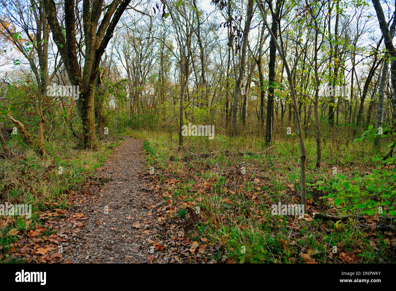 Il percorso nella foresta di Towne park, Mc Kinney, Texas, Stati Uniti d'America Foto Stock