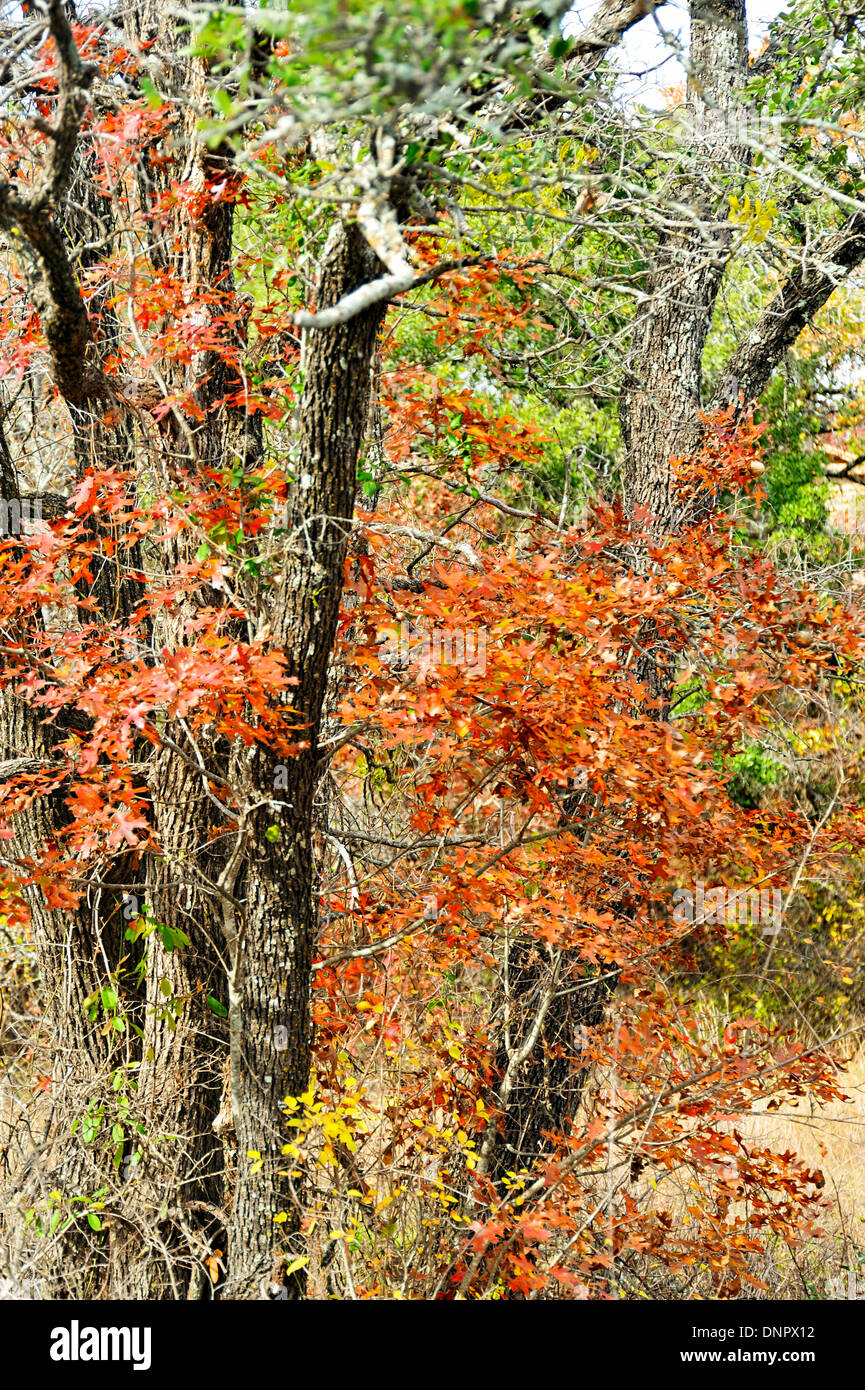 Alberi diventando rosso nella foresta intorno al lago di Brownwood durante la stagione autunnale, Brownwood, Texas, Stati Uniti d'America Foto Stock