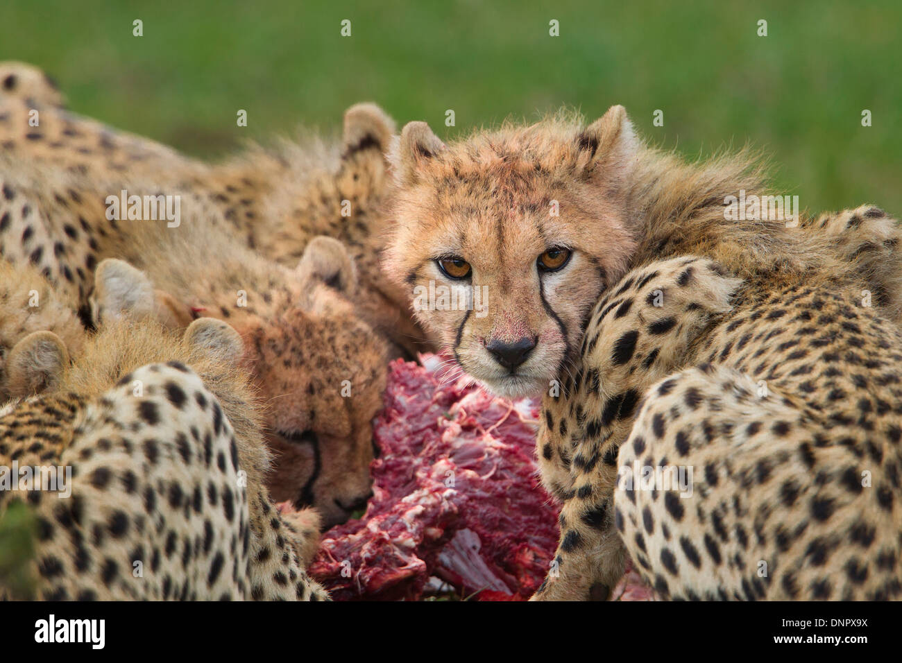 Madre ghepardo (Acinonyx jubatus) con mezza cresciuta Cubs alimentazione, il Masai Mara riserva nazionale, Kenya, Africa Foto Stock