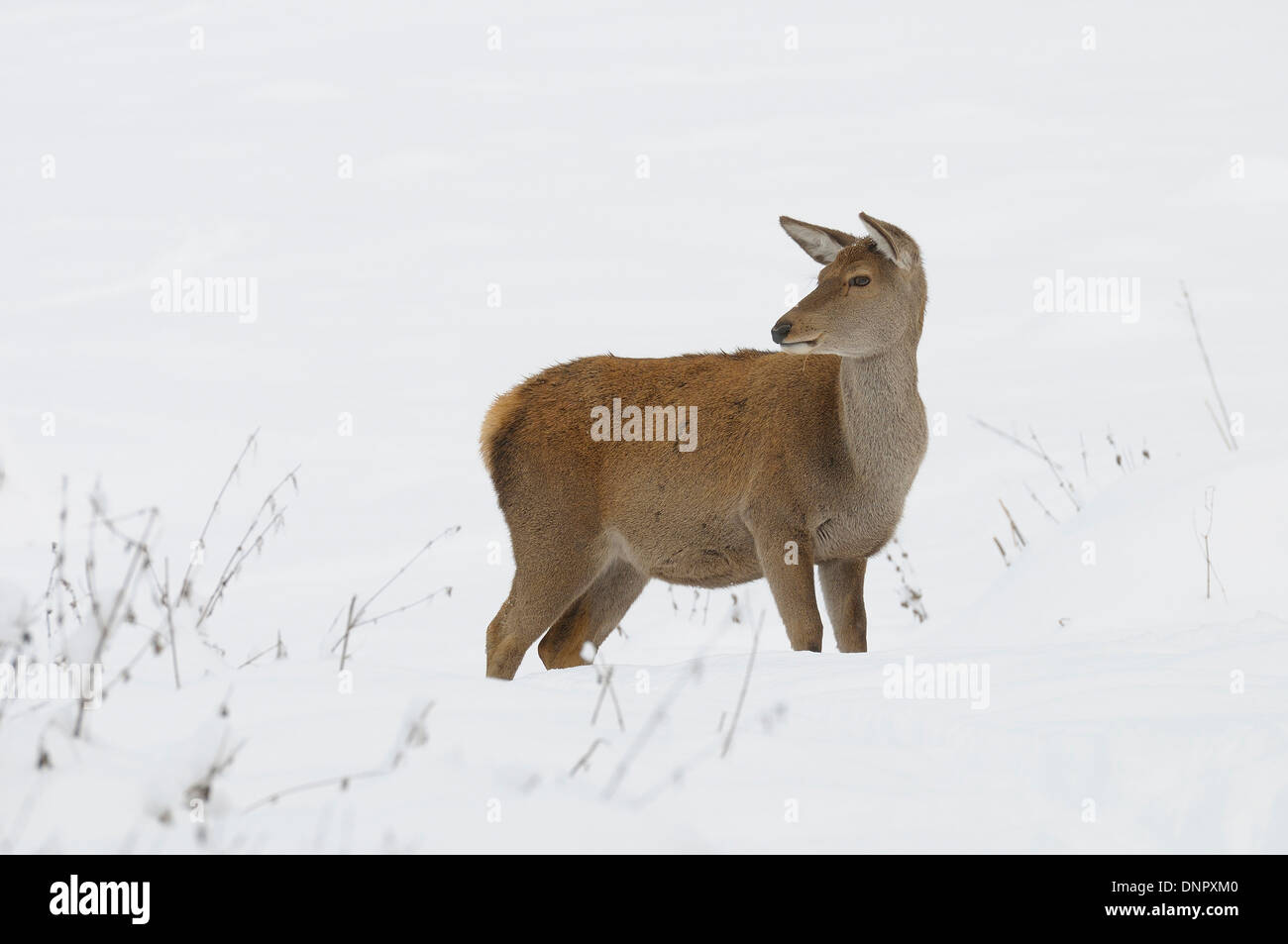 Femmina rosso cervo (Cervus elaphus) in inverno, Baviera, Germania Foto Stock