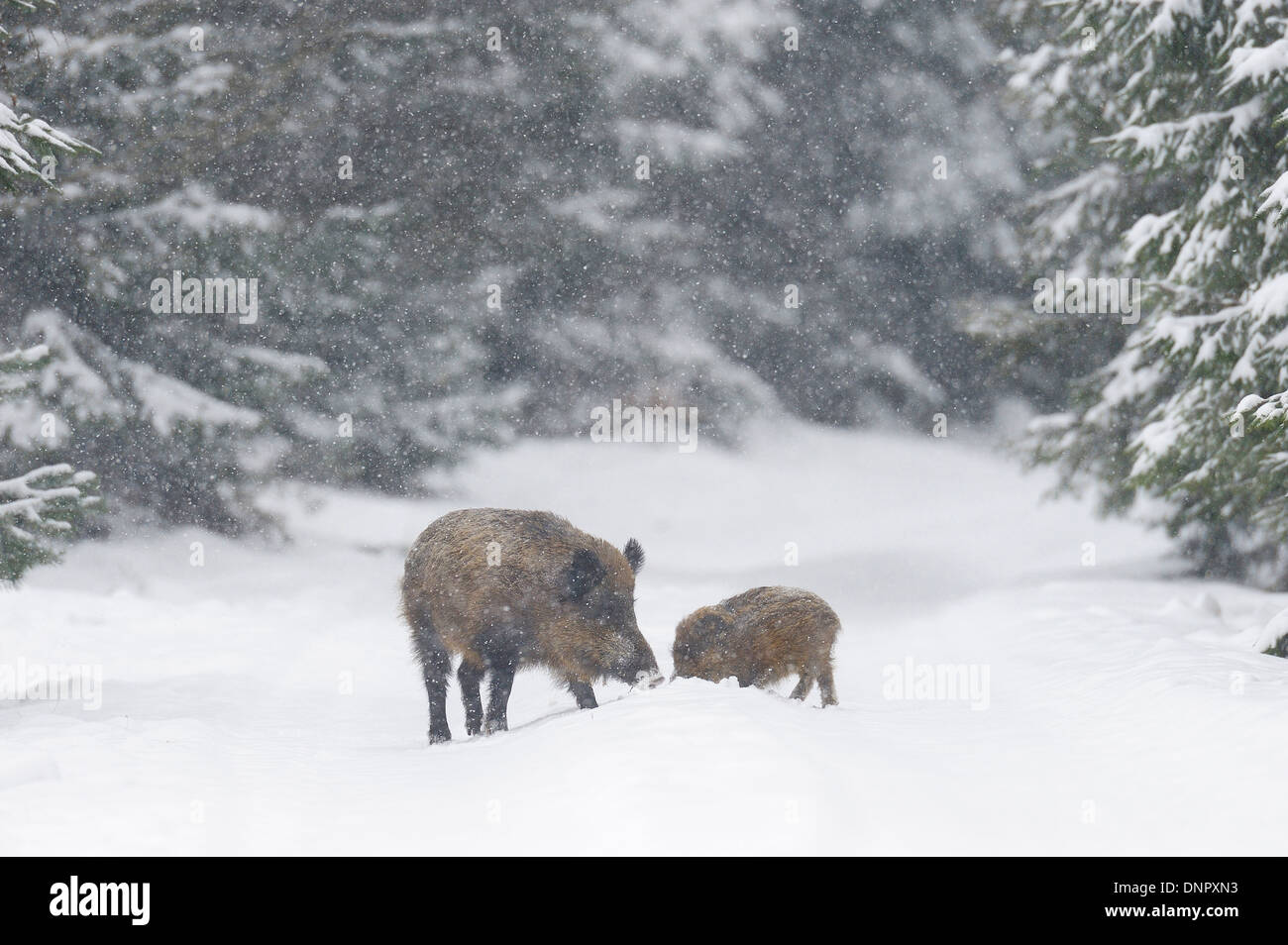 La madre e il giovane il cinghiale (Sus scrofa) in inverno nevicata, Baviera, Germania Foto Stock