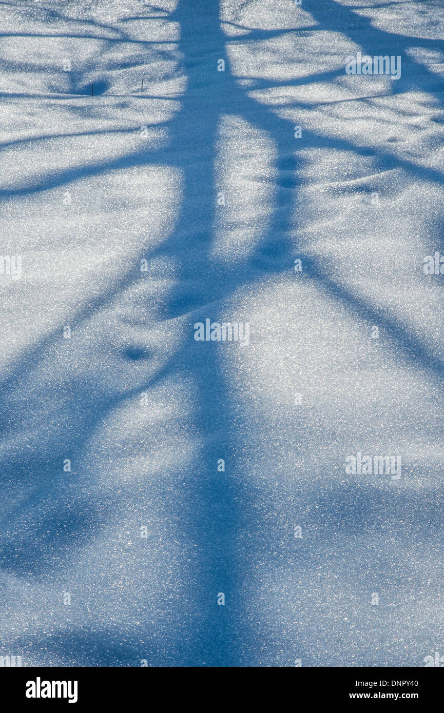 Tree ombra sulla neve Foto Stock