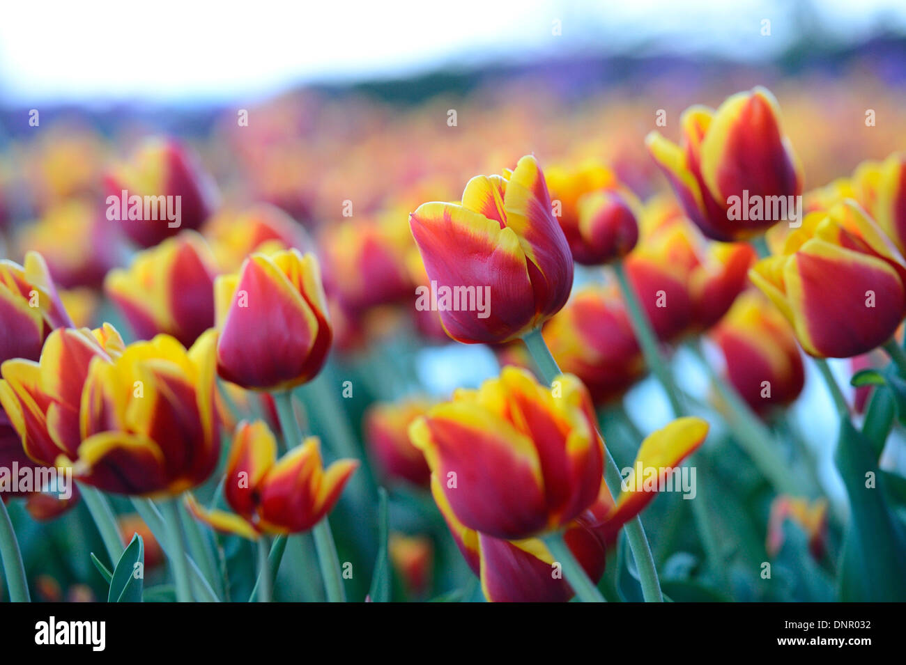 Close-up di tulipani (Tulipa) in primavera, Stiria, Austria Foto Stock