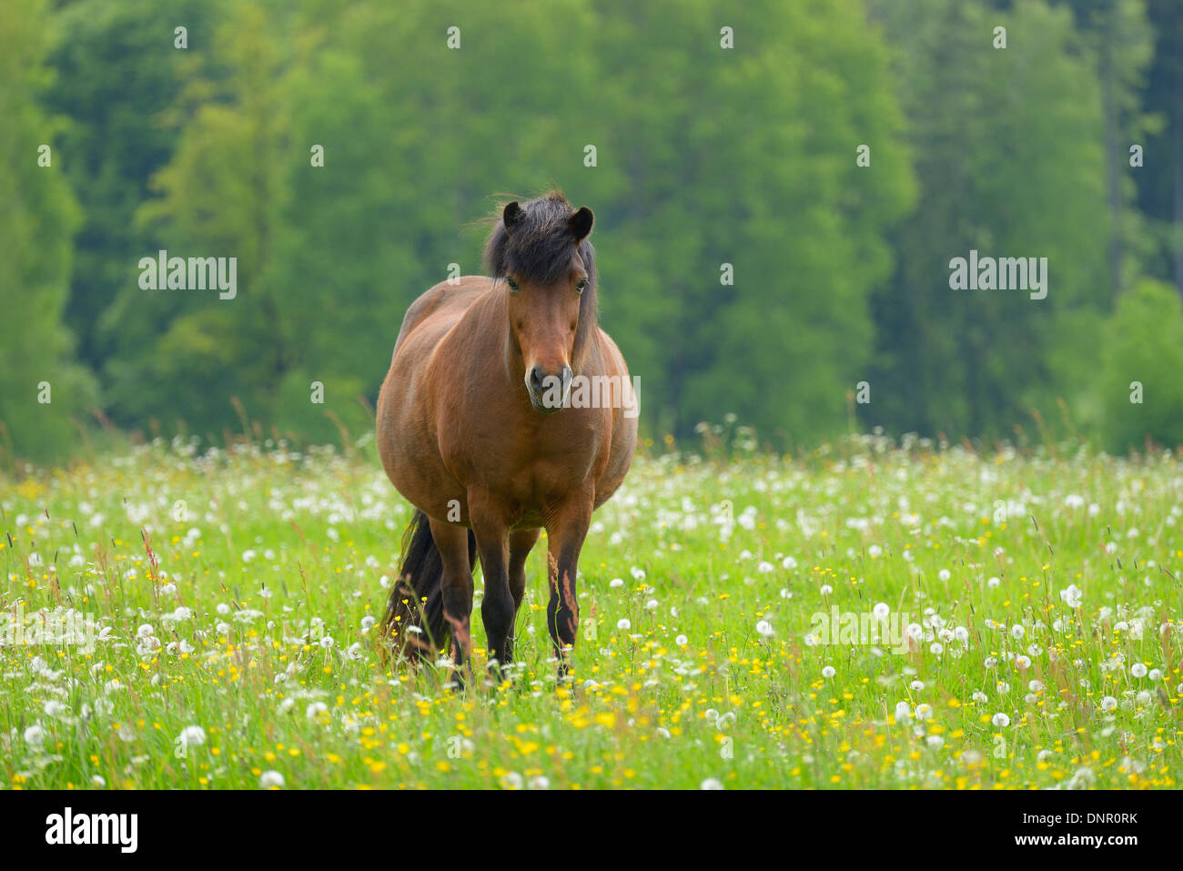 Cavalli sul prato, Primavera, Hesse, Germania, Europa Foto Stock