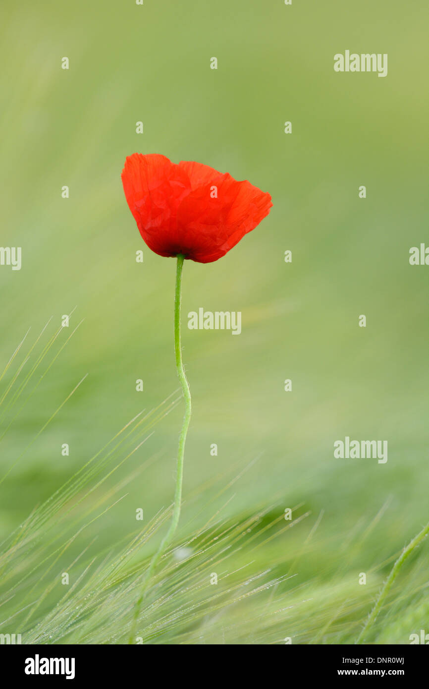 Rosso papavero (Papaver rhoeas) nel campo di orzo, Hesse, Germania, Europa Foto Stock